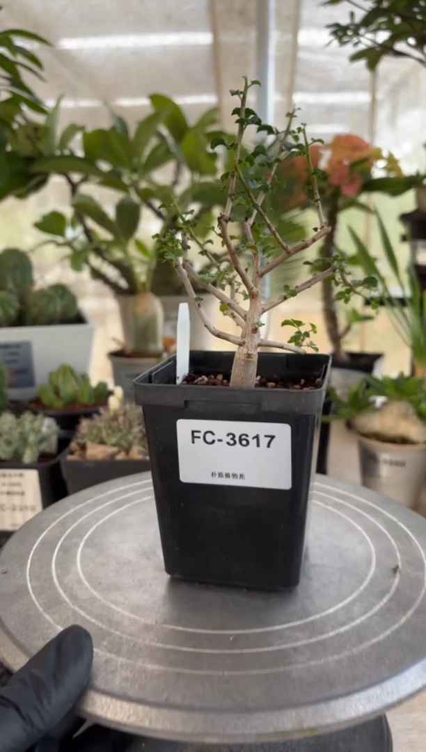 边**夫纳马夸兰没药FC-3617