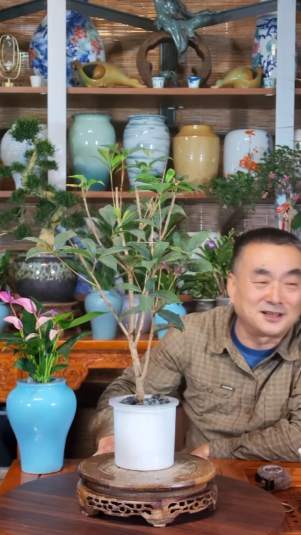 无花朵南**磊水之韵水培水培桂花