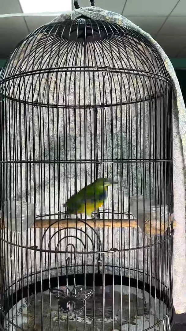 7号橙腹原毛养笼0元起拍