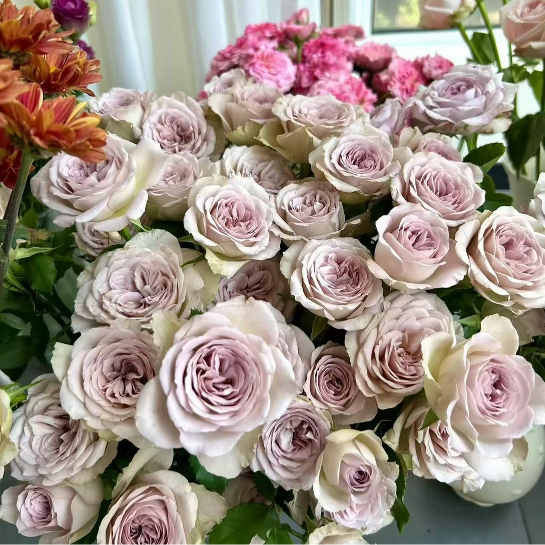 （牛牛甄选）AA级巴黎圣母院多头玫瑰 云南基地现采现发 一单也包邮