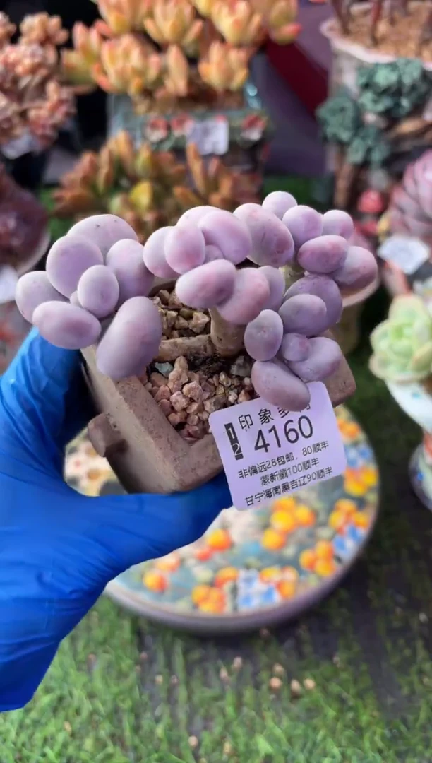 昆明印象多肉4160