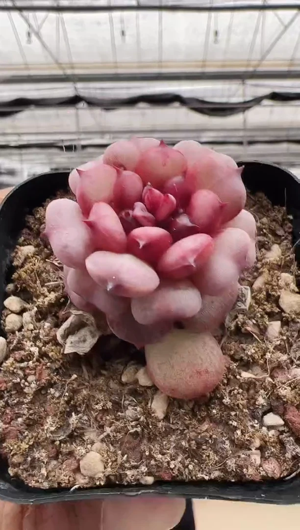 【闪购商品】新款多肉-151