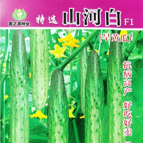 山河白F1旱黄瓜种子抗病高产好吃好卖绿瓤甜脆优质旱黄瓜蔬菜籽种
