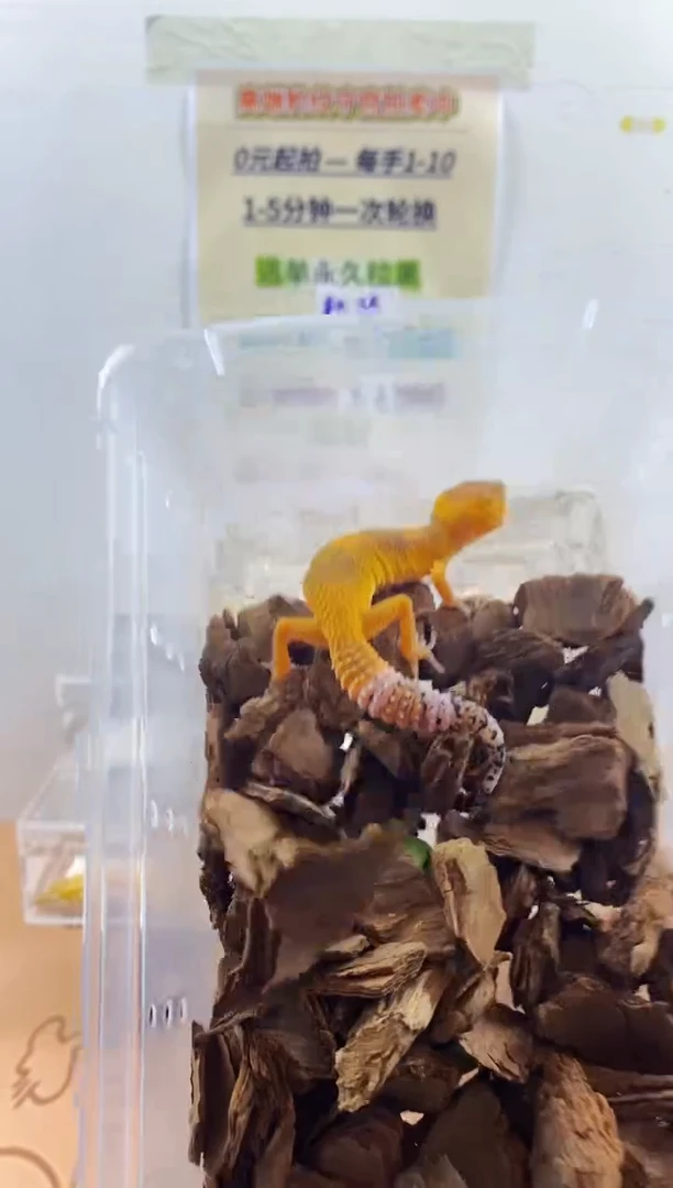 豹纹守宫豹纹守宫幼苗亚成体成体肥尾