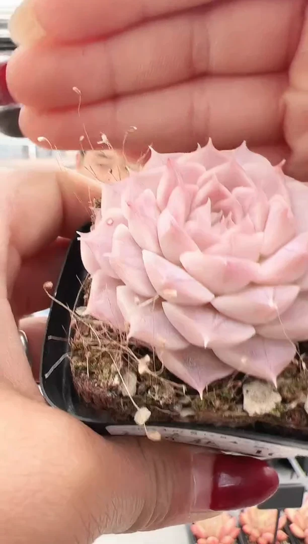 【闪购商品】新款多肉-11