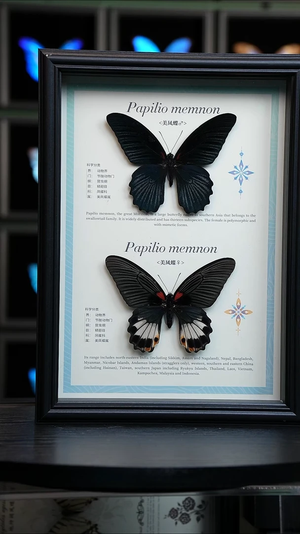 美凤蝶雌雄组合标本摆件