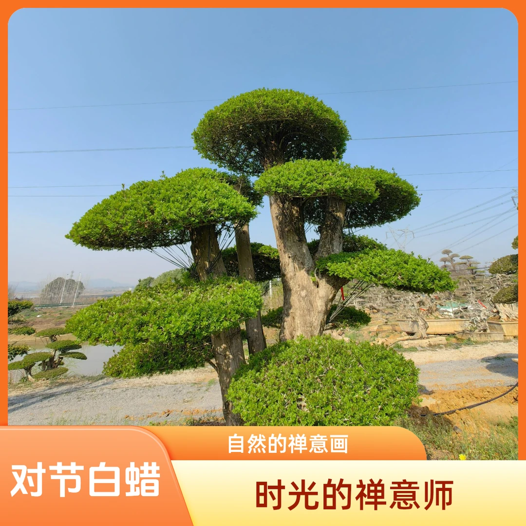 精品对节白蜡别墅庭院造型景观树