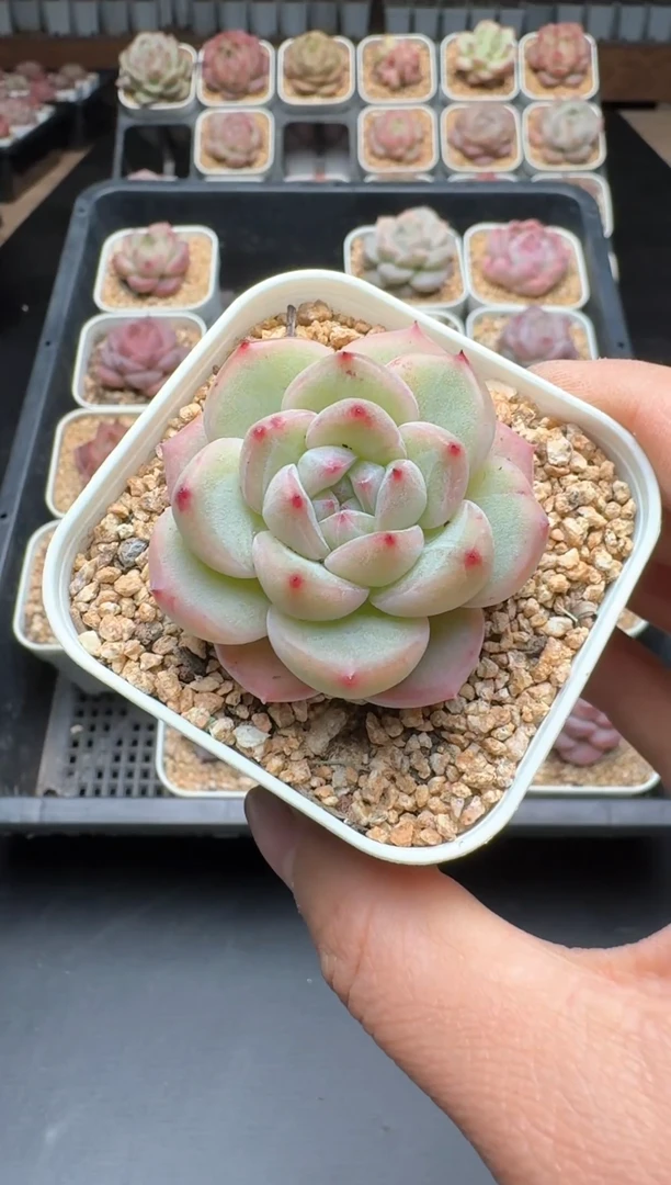 【闪购商品】201A号一物一拍多肉花卉植物拍3颗起发