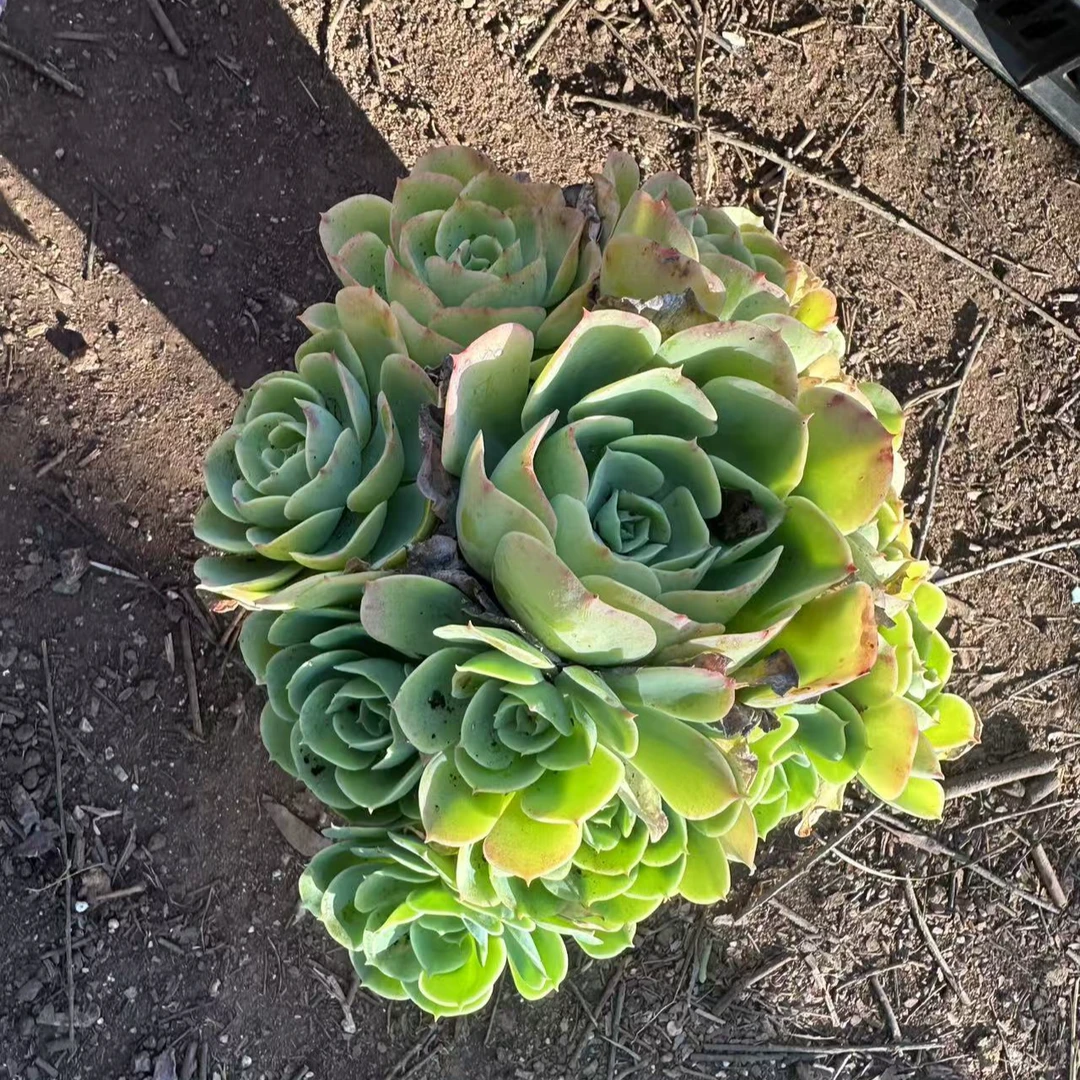 柠檬玫瑰 多肉植物 满15包邮