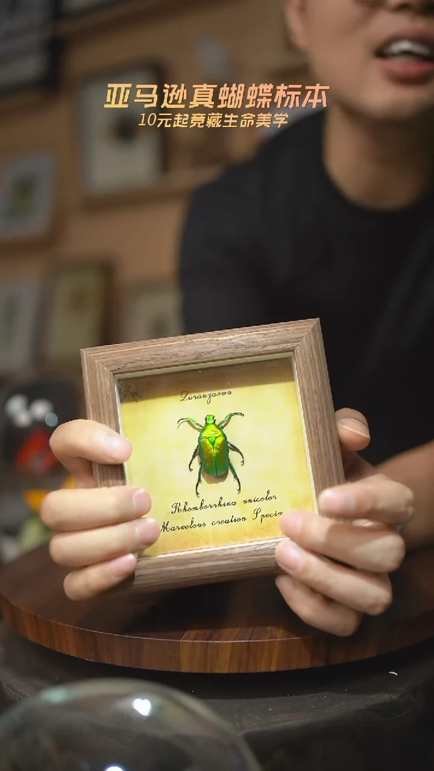 有机玻璃绿萝花金龟未展翅复古版4寸木纹方框