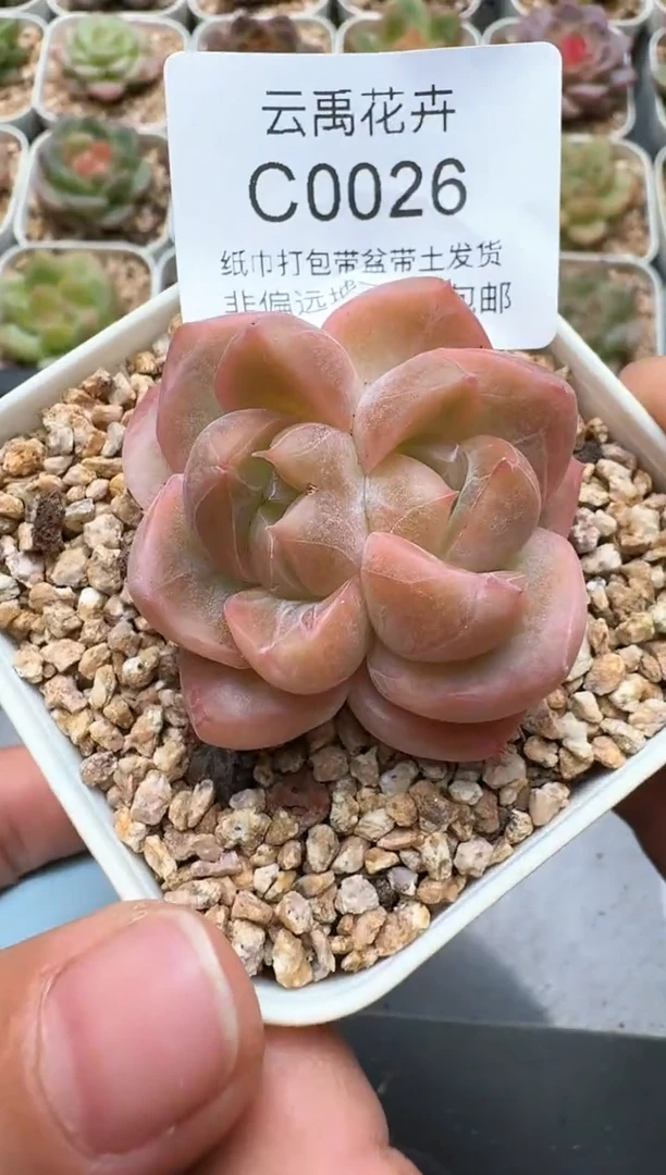 026C云禹多肉植物 带盆土纸巾打包 3颗包邮