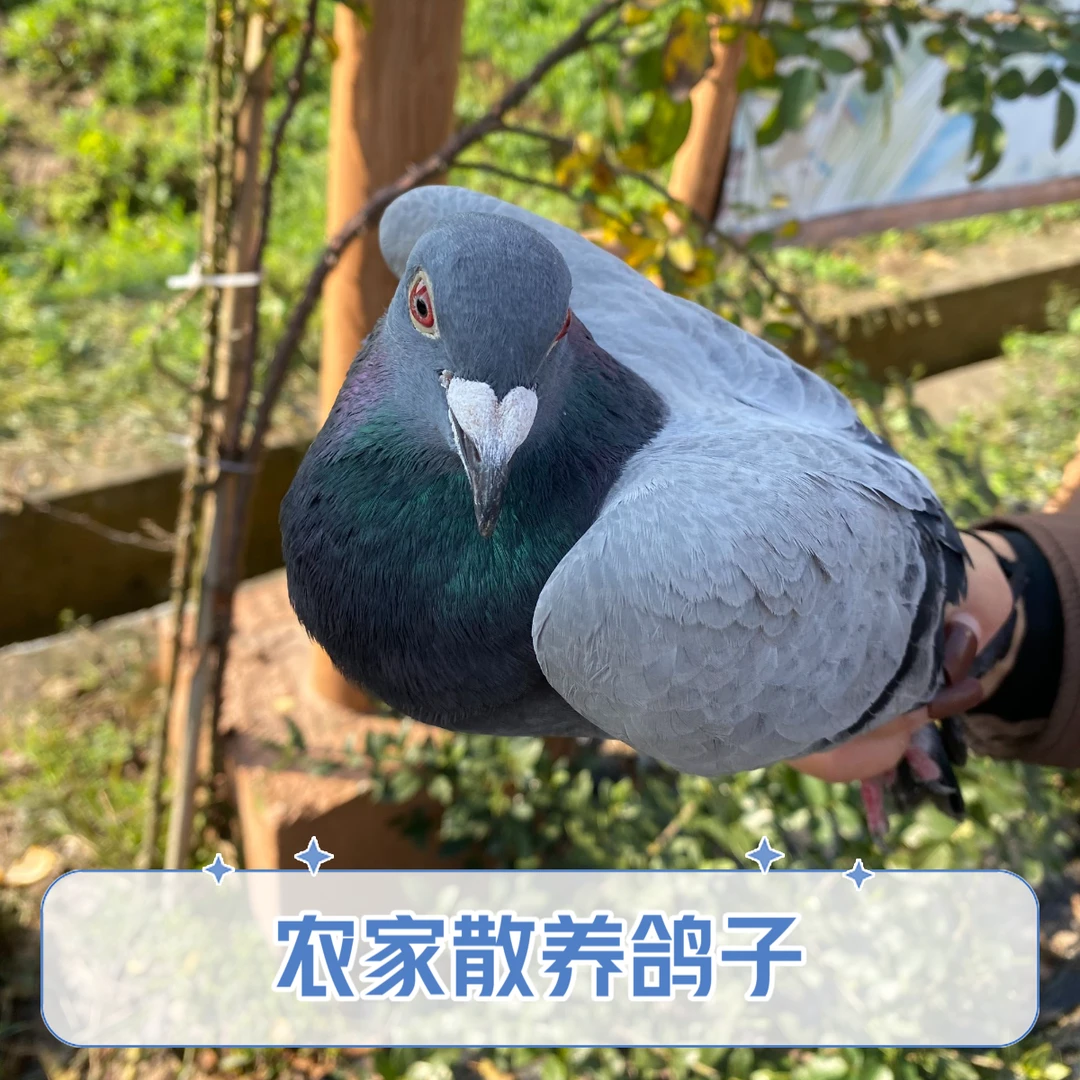 【村干部小罗推荐】四川犍为农家散养鸽子