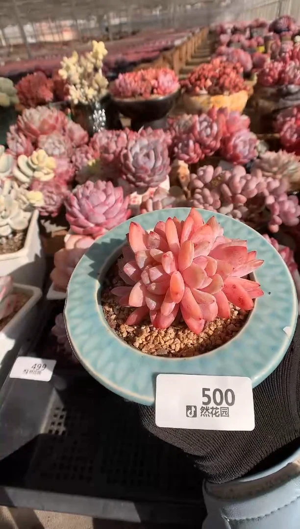 500雪天使缀多肉植物一物一拍