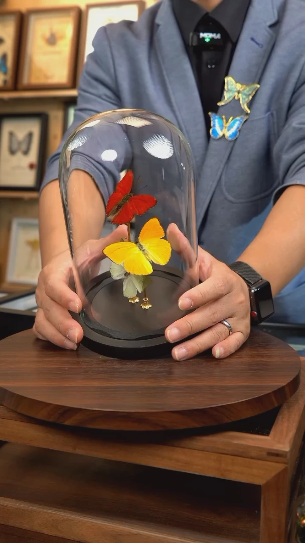 红绿黄三色蝴蝶玻璃罩