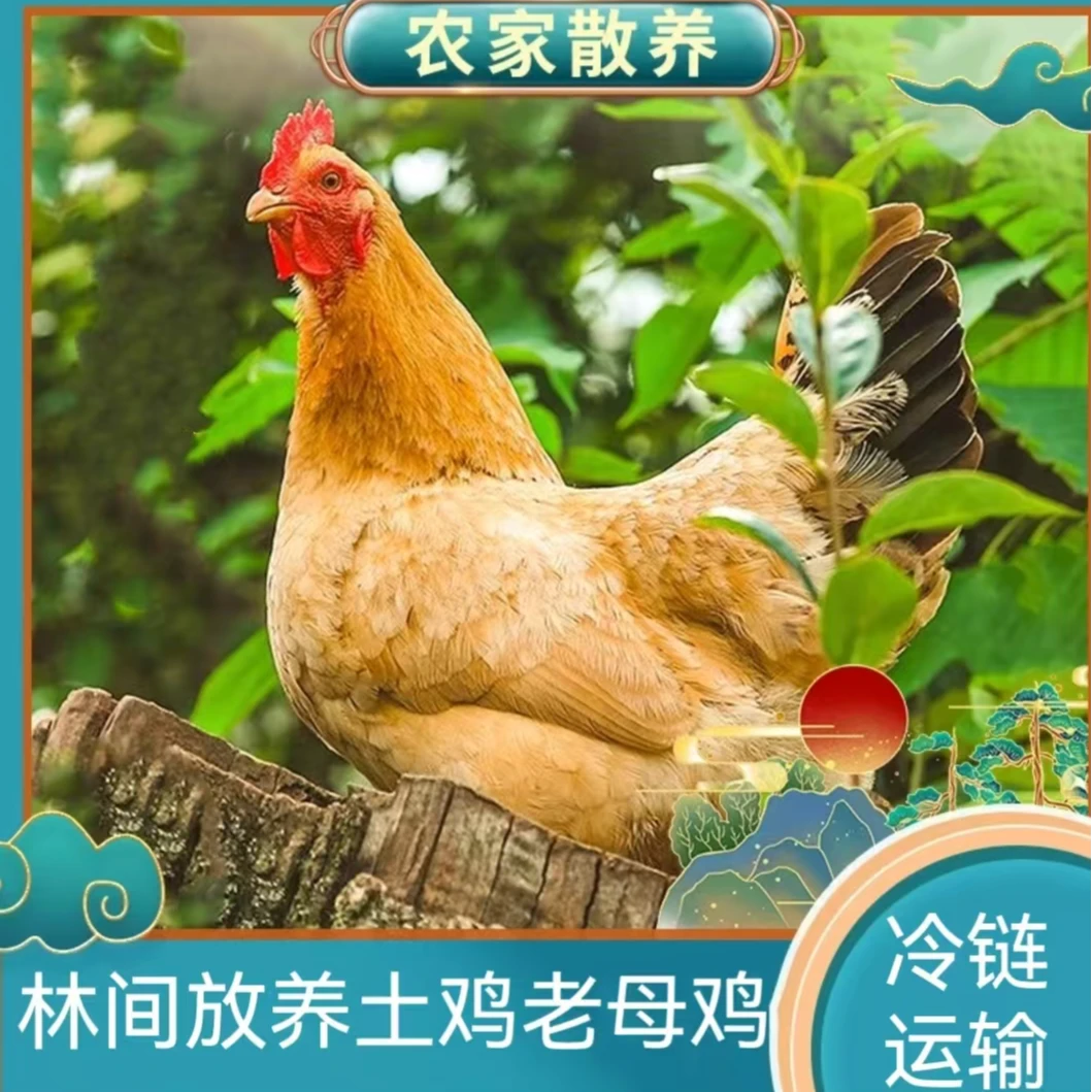 【兵哥】农家散养2年老母鸡  2只净重共5-6斤 带内脏