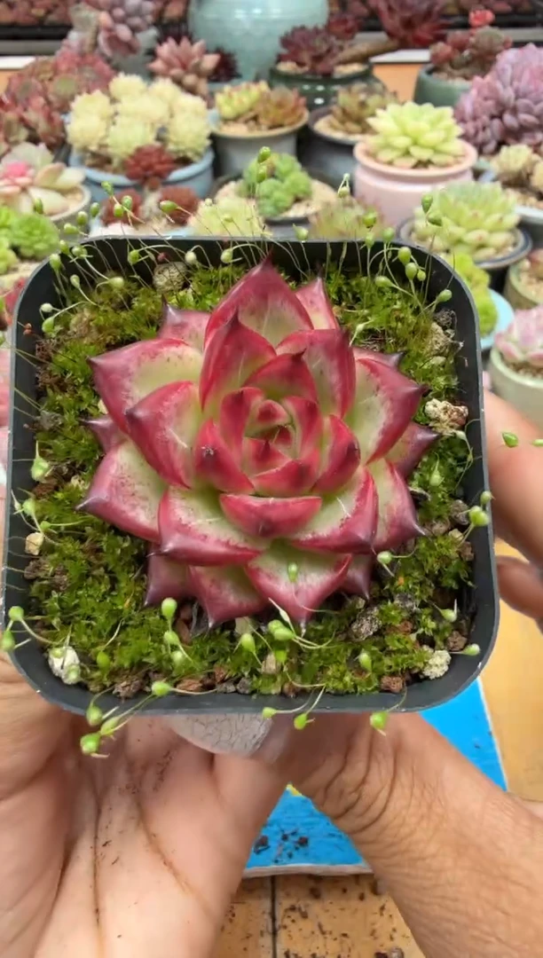 东云多肉园二店-144