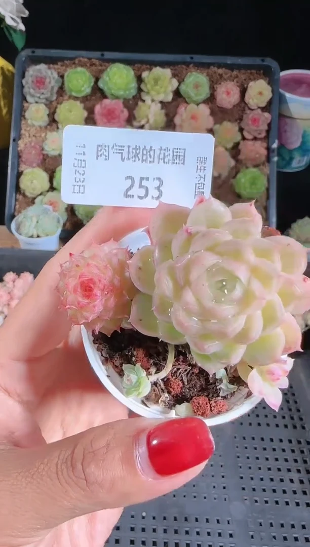 1123-253群生不包整