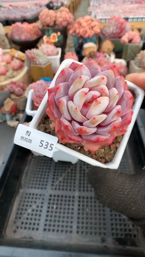 【闪购商品】535雪天使一物一拍