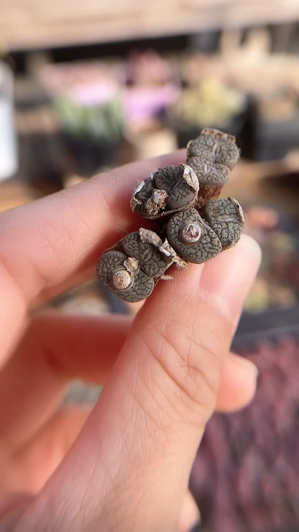 【闪购商品】9548直播一物一拍