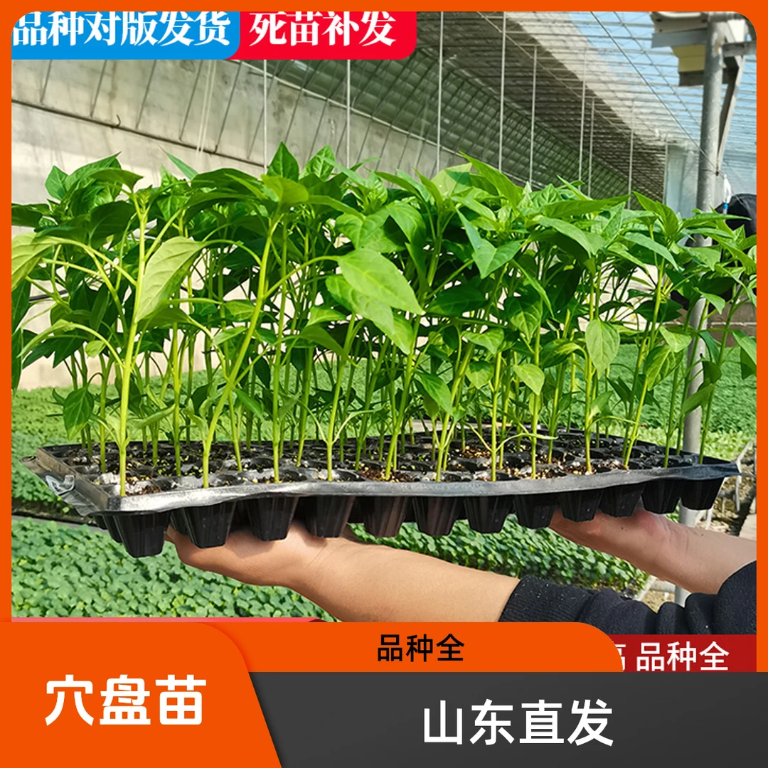 蔬菜苗大全【混搭下单后联系客服备注】