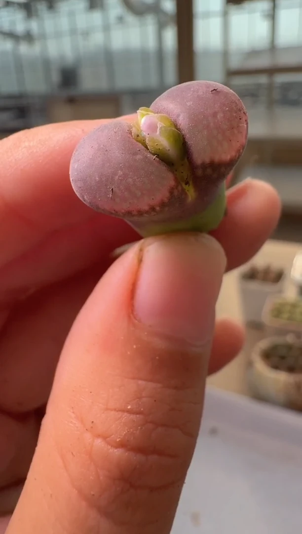 30-240多肉植物肉锥