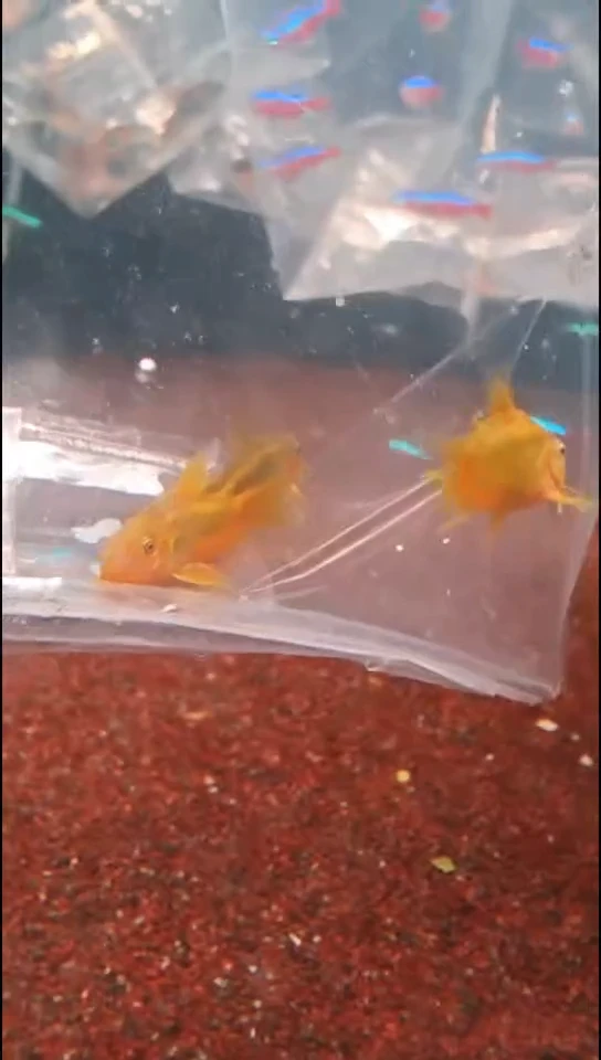 鼠鱼随机发 黄体金线金尺寸3厘米5只