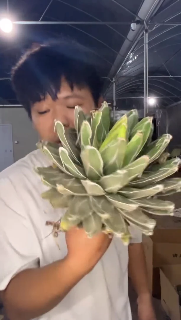 超大 屉之雪 14-20cm