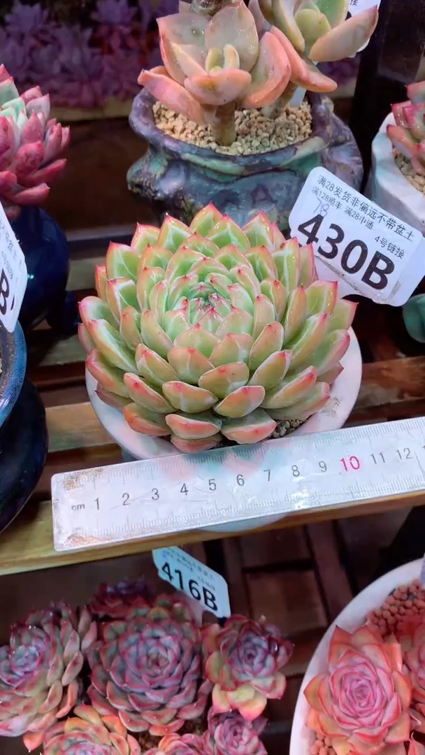 430B（一物一拍实付满28发货，默认不带盆土）