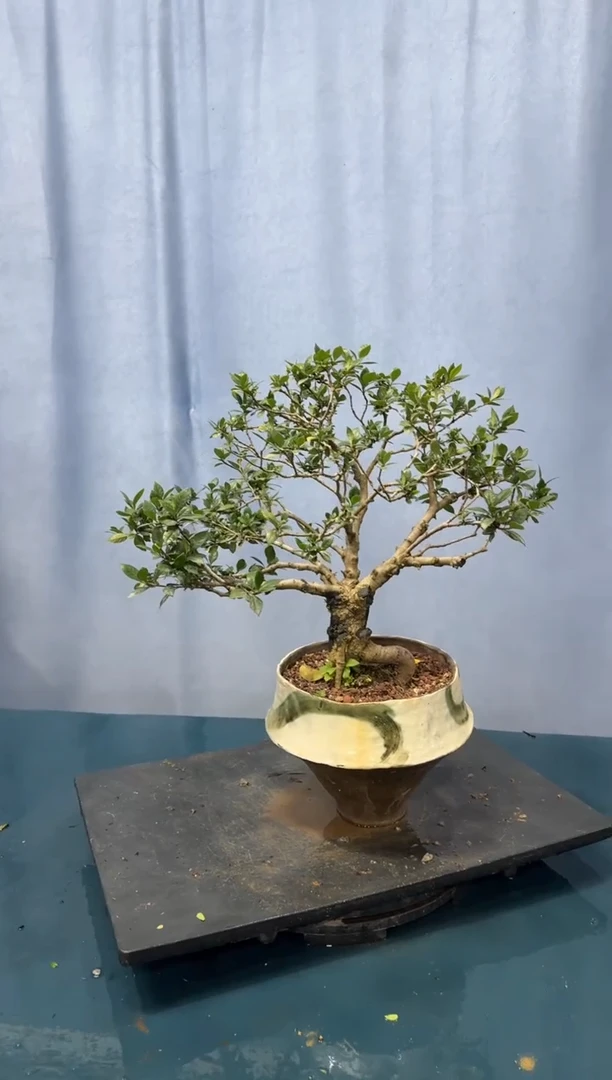 【闪购商品】盆景栀子花