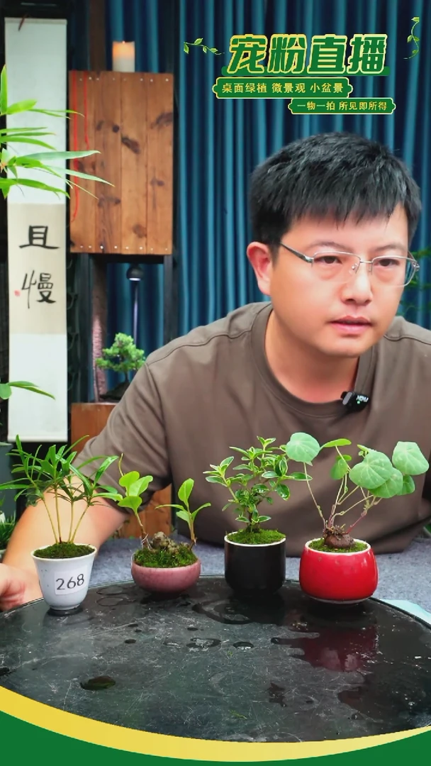 无花朵彭*苔藓微景观268号