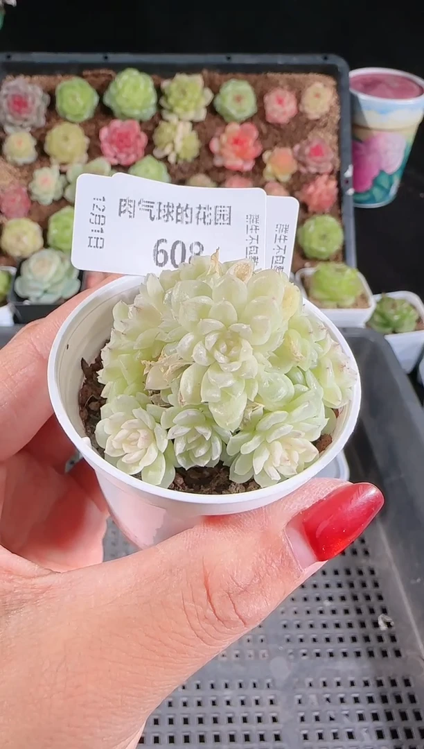 1201-608明月珠多肉群生不包整