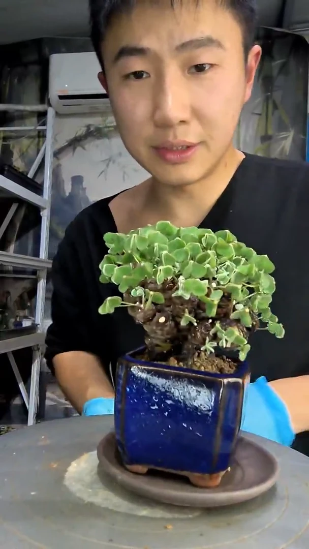 我**意中青园艺一物一拍花400