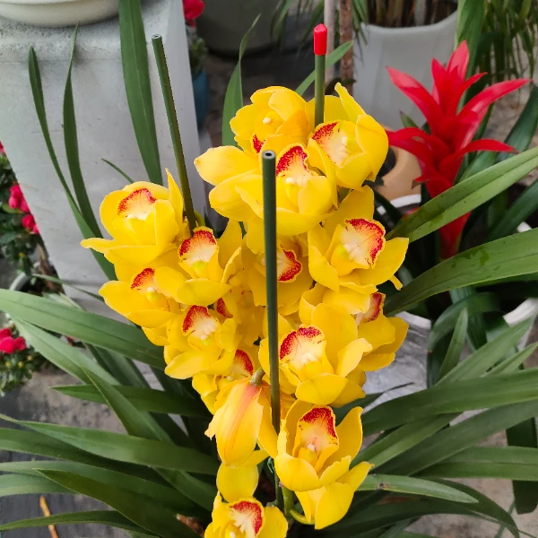 大花惠兰黄色直兰