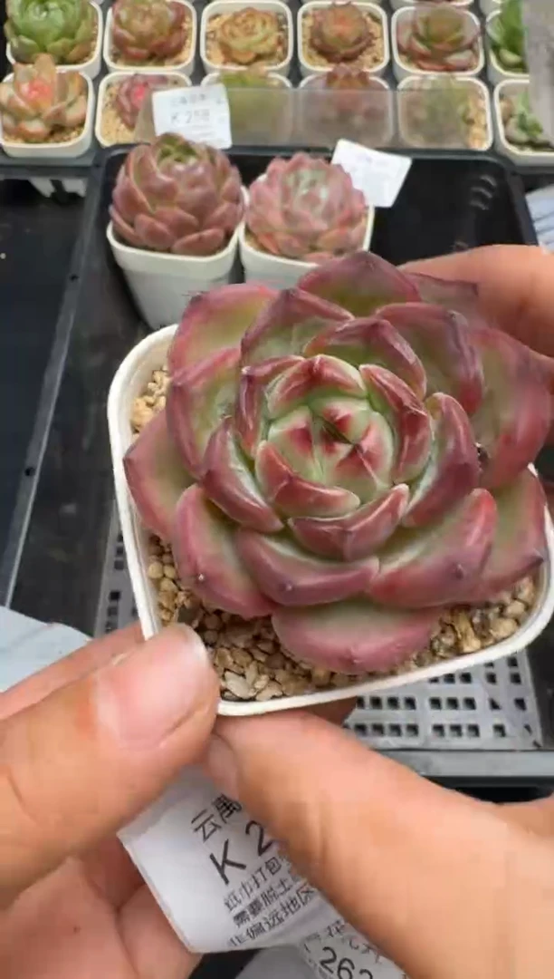 260K云禹多肉植物 带盆土纸巾打包 当天拍3颗包邮