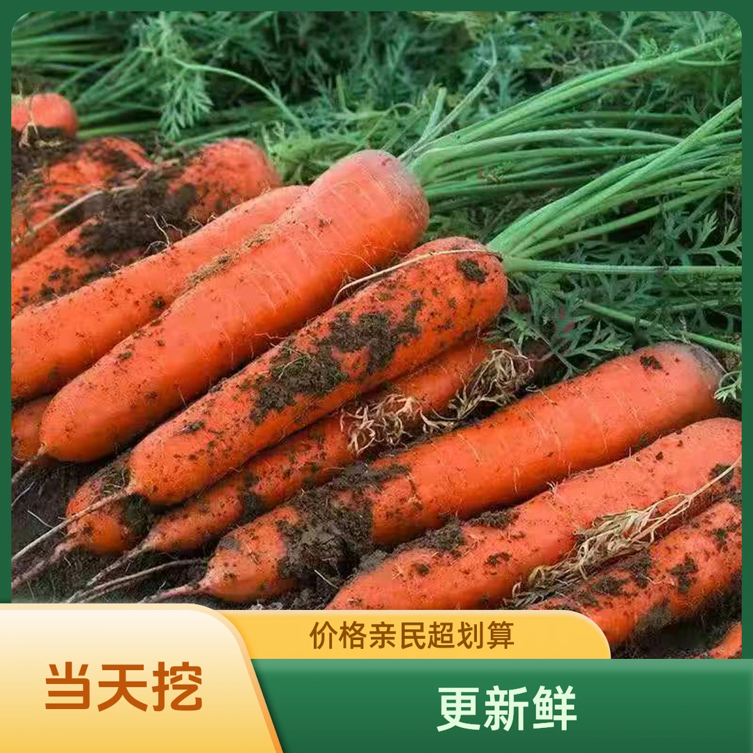 2025新鲜胡萝卜脆甜可口现挖新鲜胡萝卜