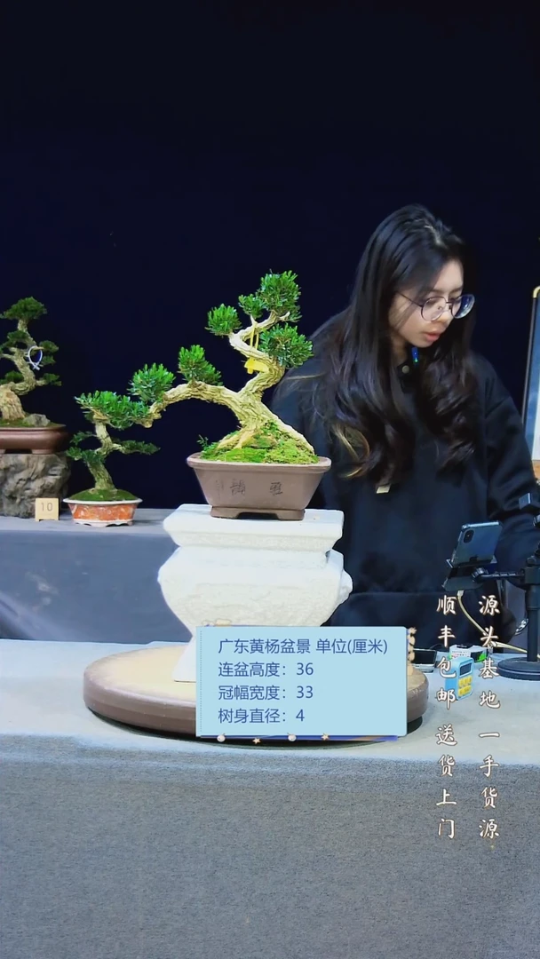 【闪购商品】雀舌黄杨盆景雀舌黄杨盆景