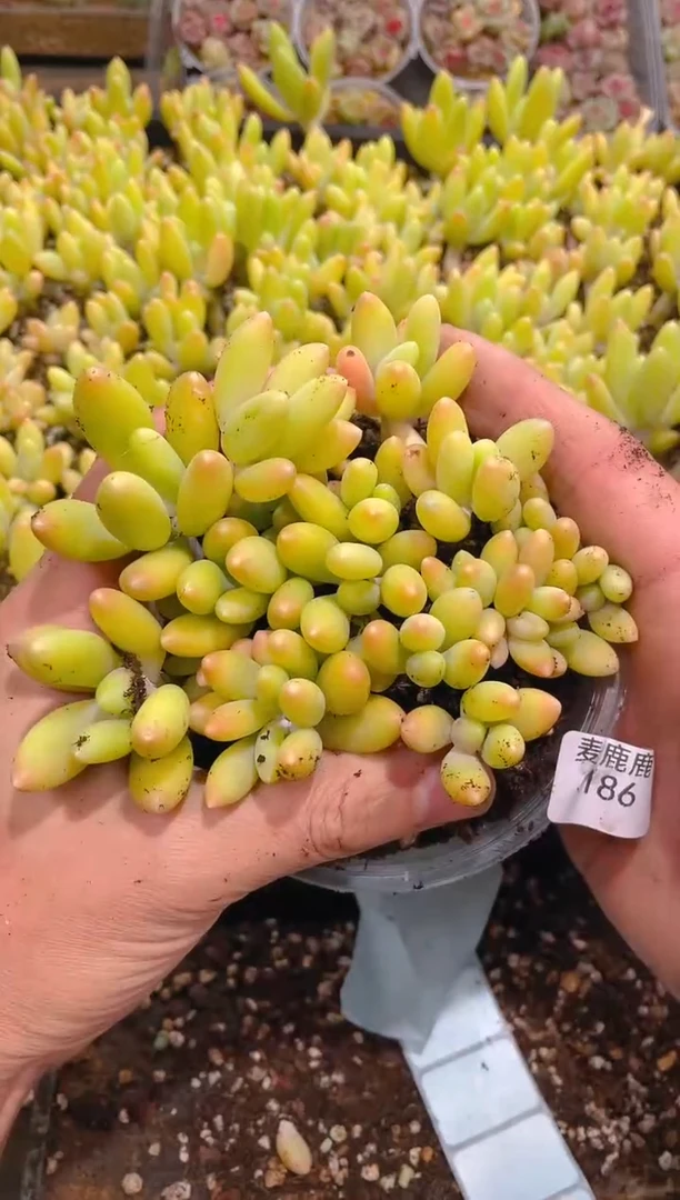 186芒果奶      量拍