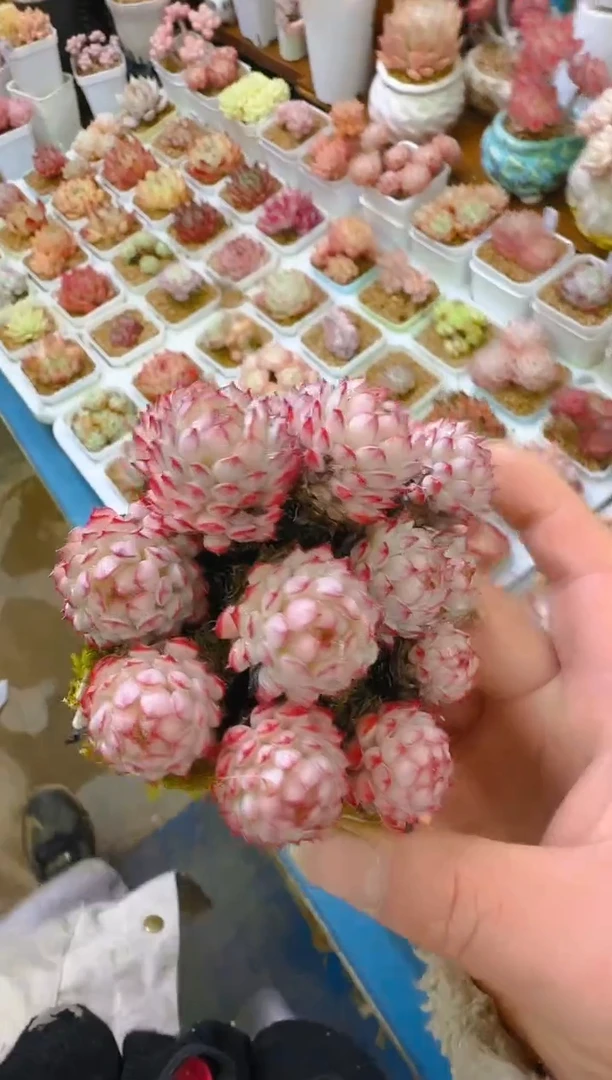 【闪购商品】喜—096—仙农(红二条）