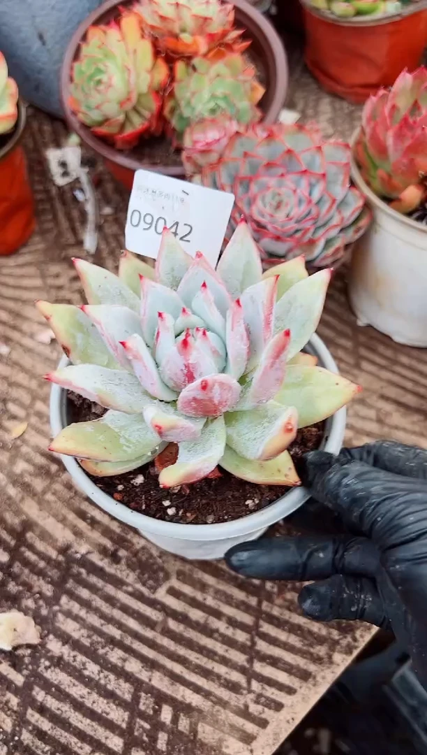 那**芳多肉植物一物一拍09042