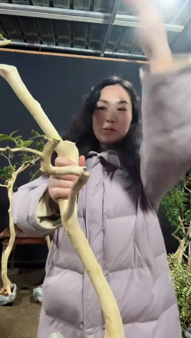 【闪购商品】湖北恩施白皮瓜子黄杨