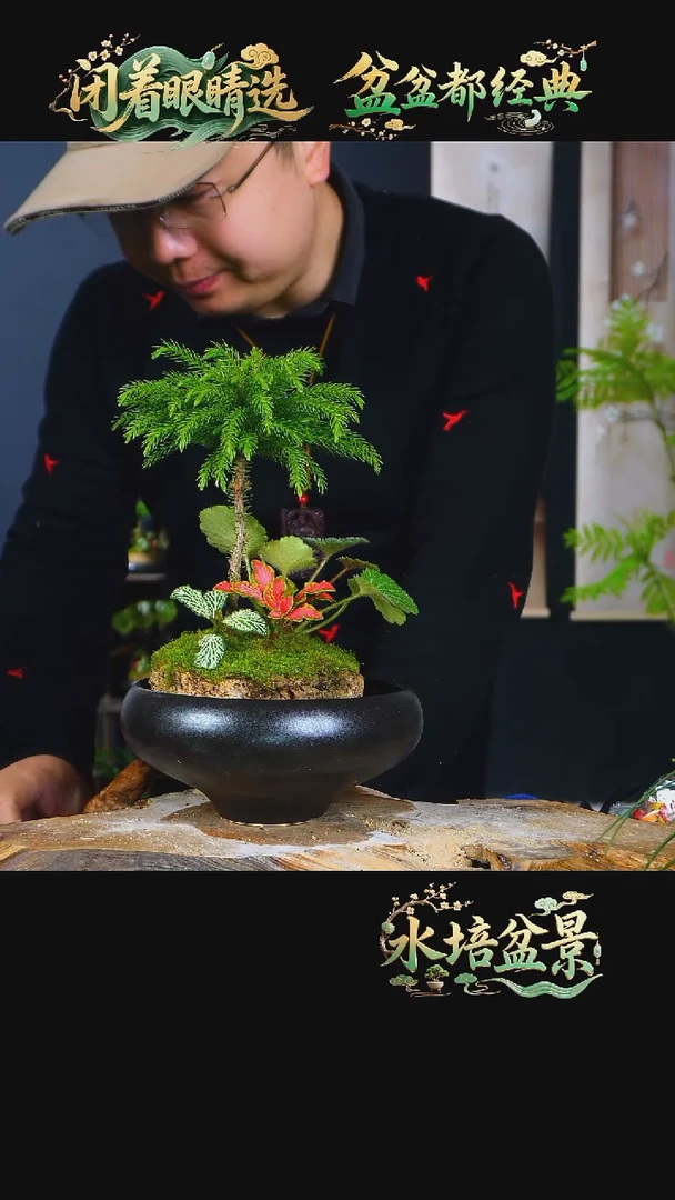 石云社一物一拍组合盆栽3