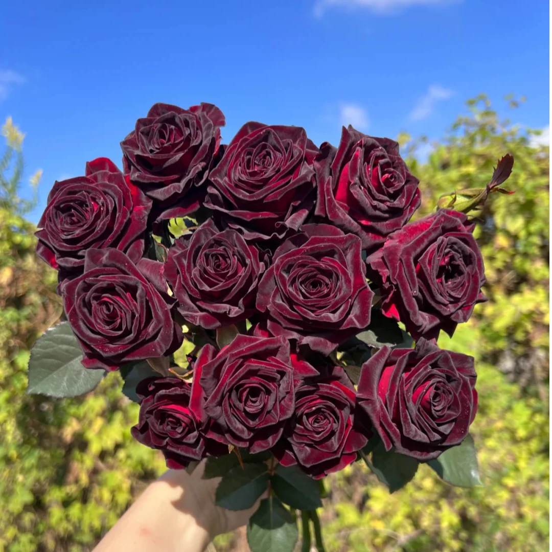 【初见花园】黑巴克 扦插1加仑 切花月季灌木花卉大花耐热盆栽玫瑰