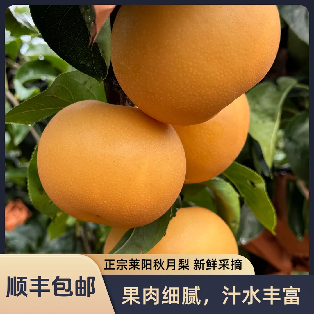 【顺丰/京东禾野】山东莱阳秋月梨头茬新鲜采摘脆甜多汁应季水果