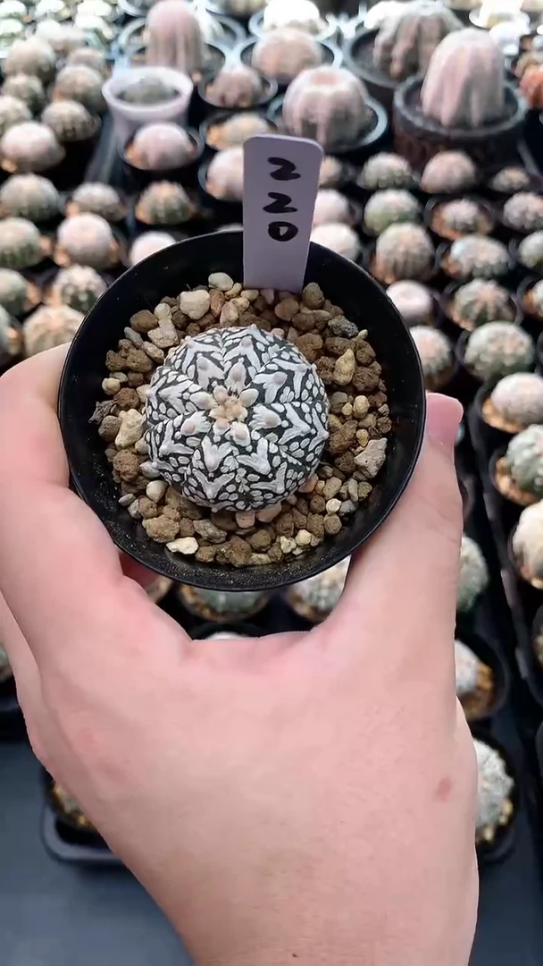 【闪购商品】编码220