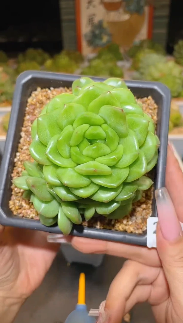 228  东云母本晾根  一物一拍