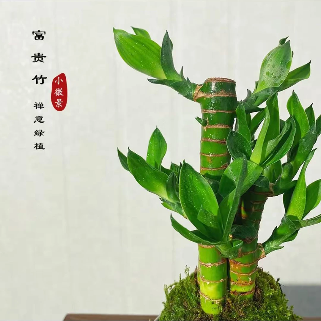 富贵竹苔藓球步步高升四季常青室内绿植