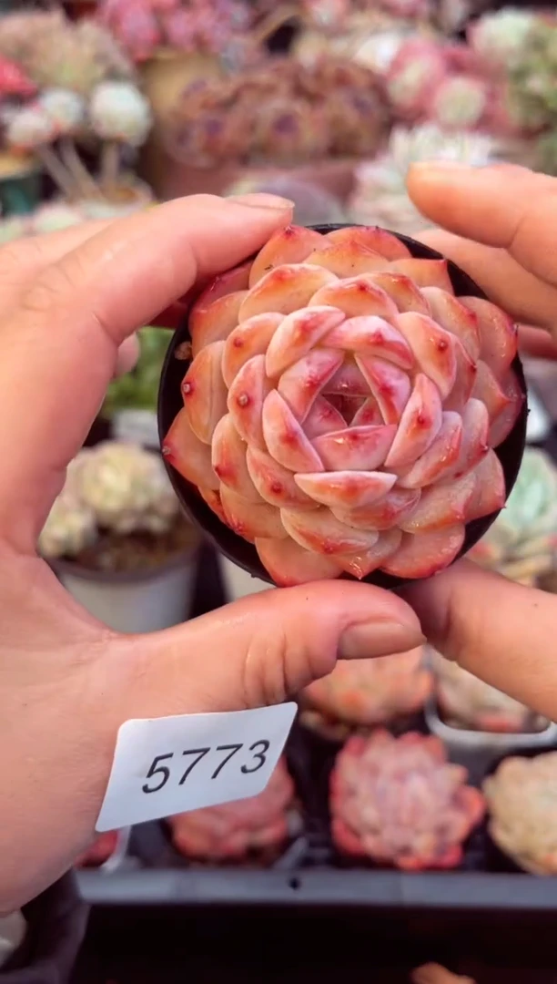 【闪购商品】5773单头多肉