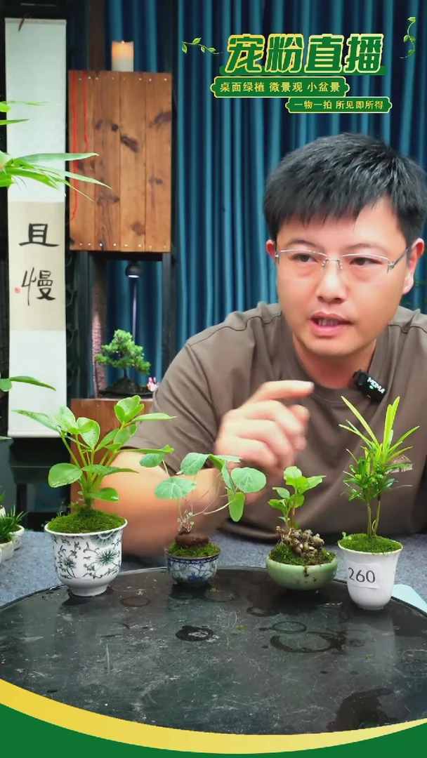 无花朵S***灯苔藓微景观260号