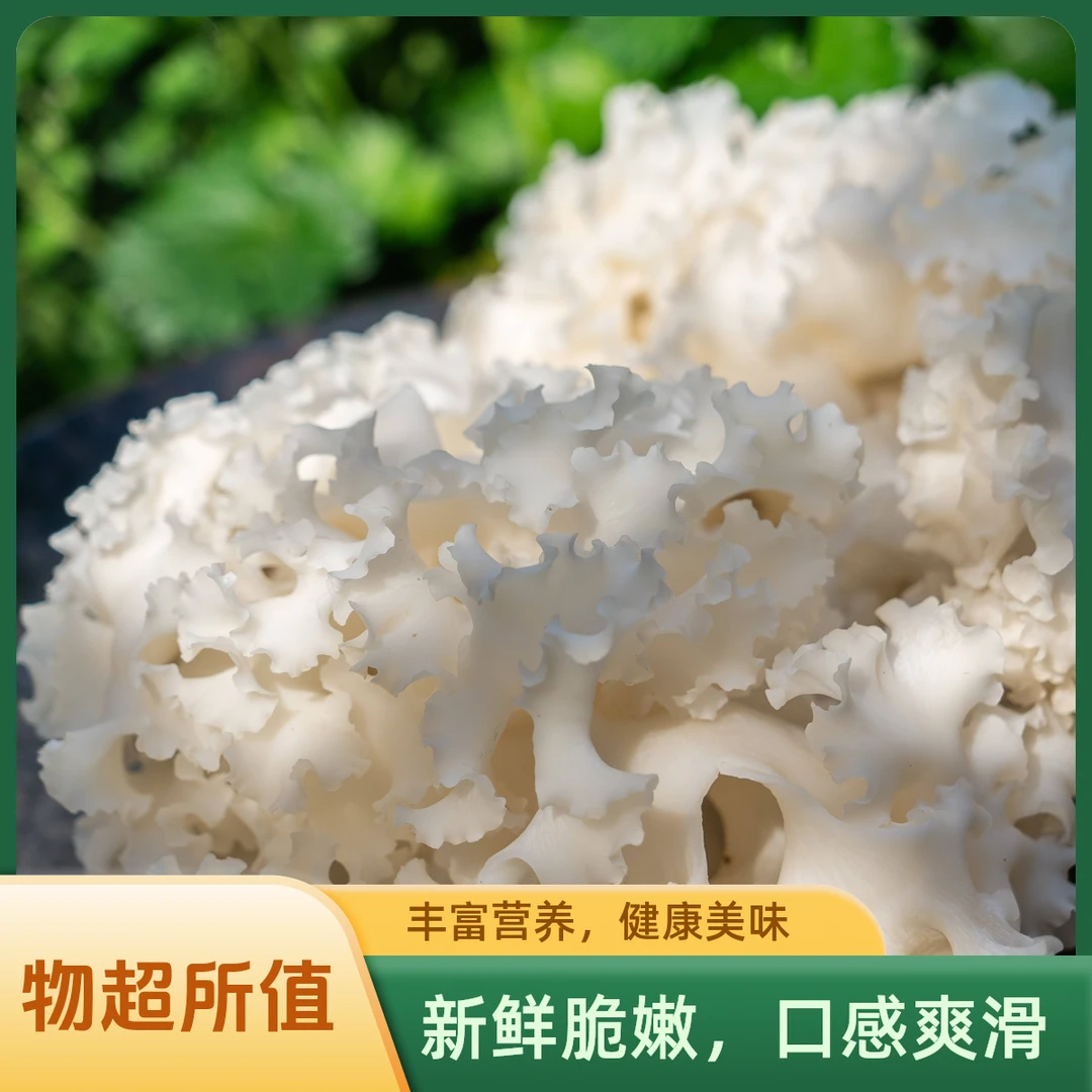 【1kg超值装】绣球菌 现采现发 健康食材新选择