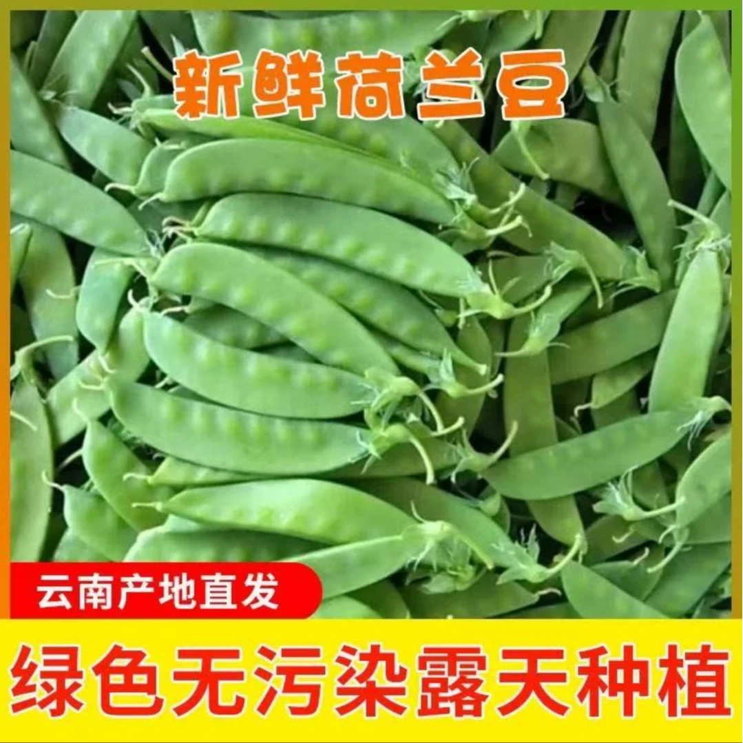 【云南露天荷兰豆】脆甜可口 农家自荷兰豆当季新鲜蔬菜种现在现发